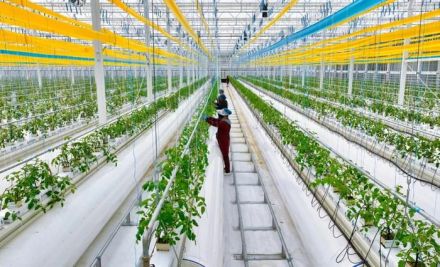 Chuyên gia dịch thuật nông nghiệp: Dịch vụ dịch thuật tiếng Anh sang tiếng Trung tại Trung Quốc